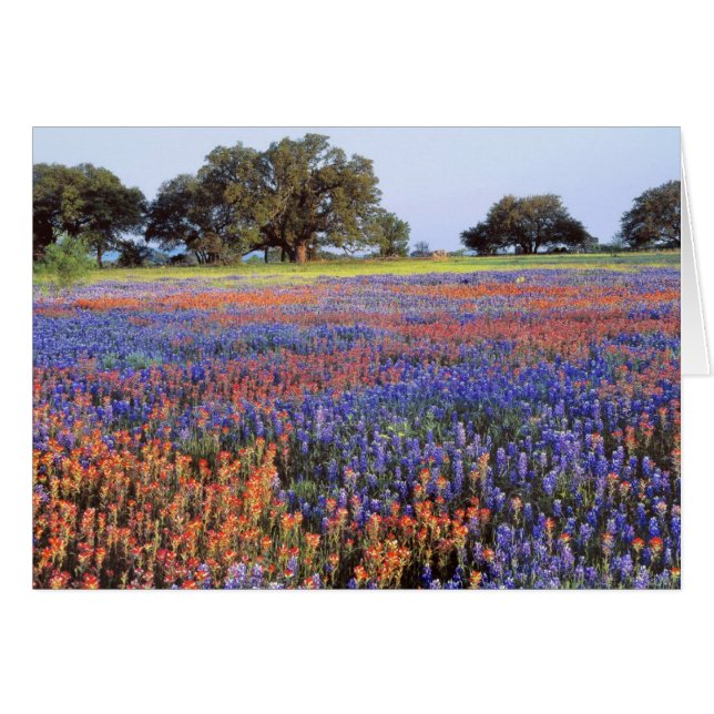 Cartão EUA, Texas, Llano. Bluebonnets e redbonnets (Frente Horizontal)