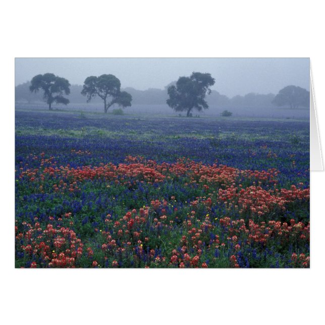 Cartão EUA, Texas, perto de Lytle Fog, carvalhos, blue bo (Frente Horizontal)
