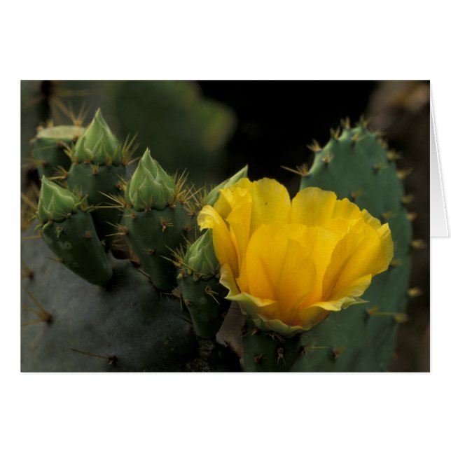 Cartão EUA, Texas, Prickly Pear Cactus florescendo. (Frente Horizontal)
