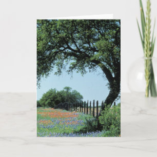 Cartão EUA, Texas, Texas Hill Country Paintbrush e