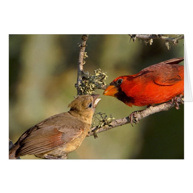 Cartão EUA, Texas, Vale do Rio Grande, McAllen. Mated (Frente Horizontal)