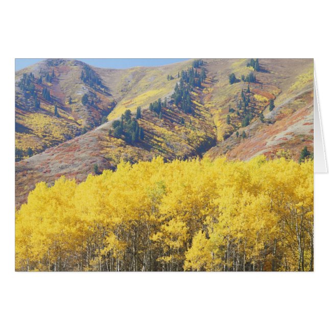 Cartão EUA, Utah, Floresta Nacional Wasatch-Cache, (Frente Horizontal)