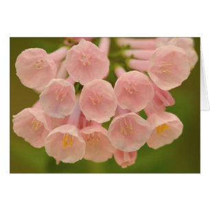 Cartão EUA, Virgínia, Manassas, Manassas Nacional