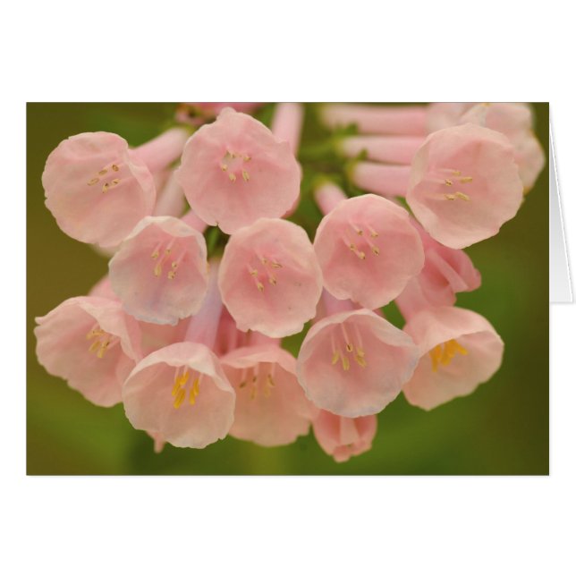 Cartão EUA, Virgínia, Manassas, Nacional de Manassas (Frente Horizontal)