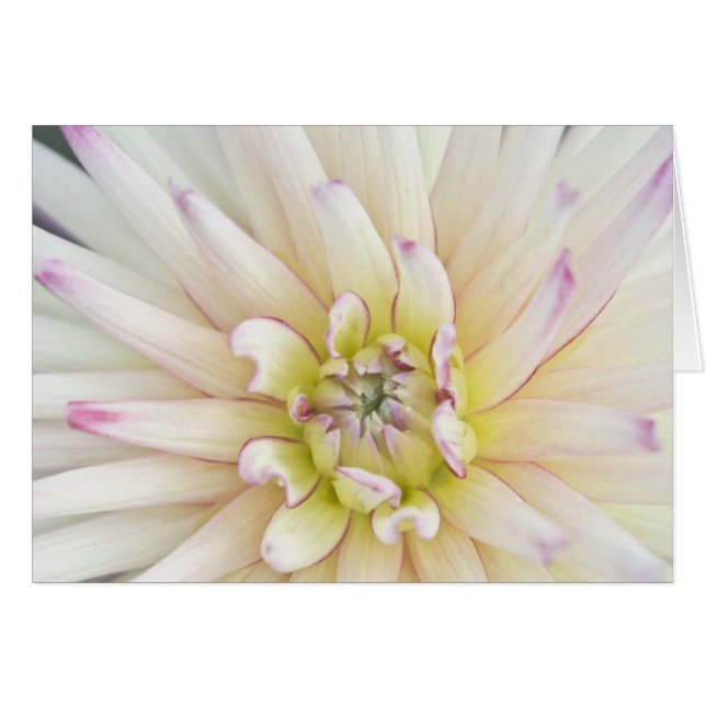 Cartão EUA, Washington, Bellevue, Bellevue Botânico 2 (Frente Horizontal)