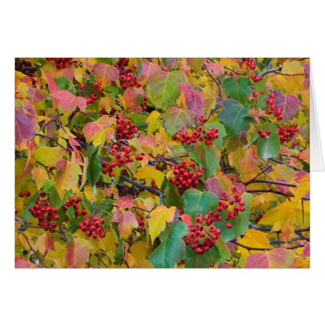 Cartão EUA, Washington, Condado de Spokane, Hawthorn Leav (Frente Horizontal)