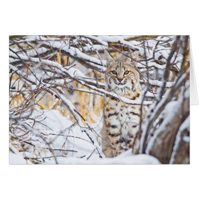 Cartão EUA, Wyoming, Bobcat (Frente Horizontal)