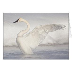 Cartão EUA, Wyoming, Cisne Trombeteiro estende asas