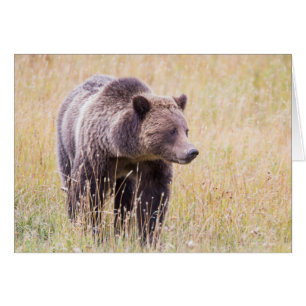 Cartão EUA, Wyoming, Parque Nacional de Yellowstone, Urso