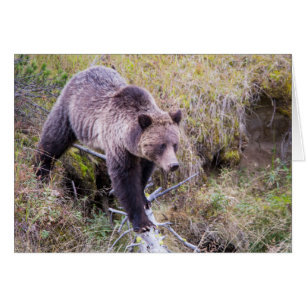 Cartão EUA, Wyoming, Parque Nacional de Yellowstone, Urso