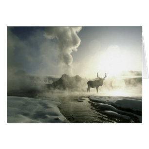 Cartão EUA, Wyoming, Parque Nacional Yellowstone. Sol