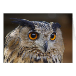 Cartão Eurasian Eagle Owl