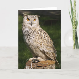 Cartão Eurasian Eagle Owl