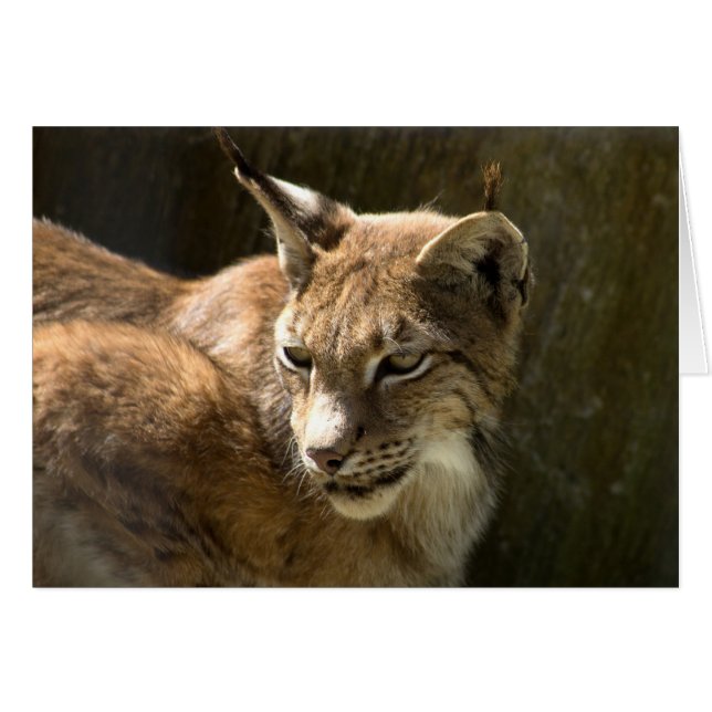 Cartão Eurasian Lynx (Frente Horizontal)