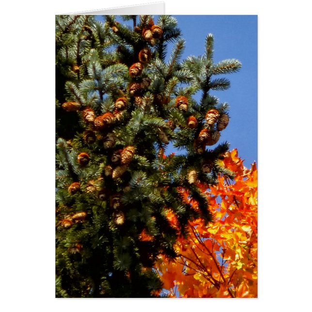 Cartão Evergreen com Pinecones (Frente)