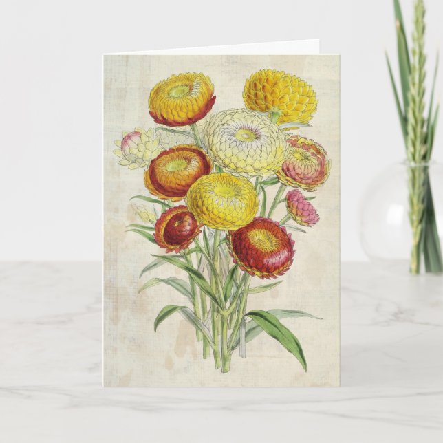 Cartão Everlastings Botânicas Incurvadas Vintage (Frente)