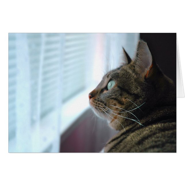 Cartão Evey, o Gatinho contempla lá fora (Frente Horizontal)