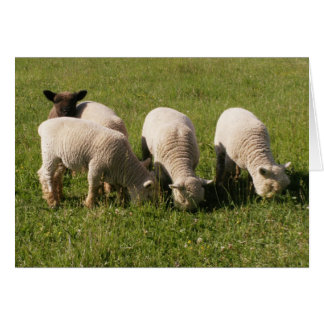 Cartão Ewe-Noquely Me!