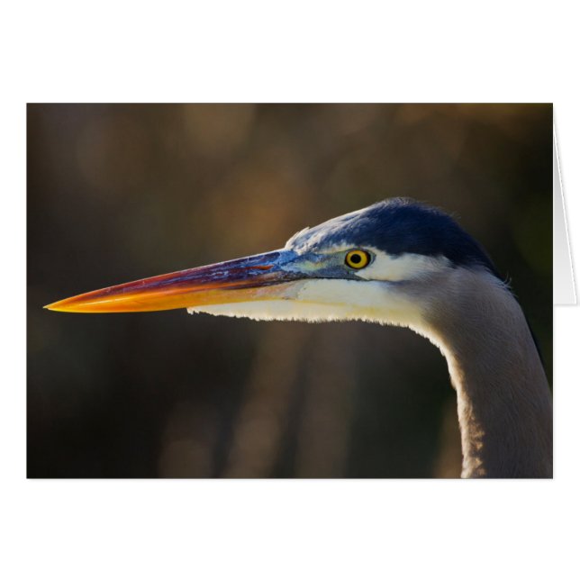 Cartão Excelente Blue Heron, fechar o retrato (Frente Horizontal)