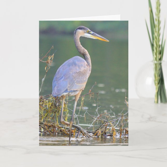 Cartão Excelente Blue Heron Nature Wilthday (Frente)