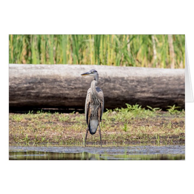 Cartão Excelente Blue Heron no lago Champlain (Frente Horizontal)