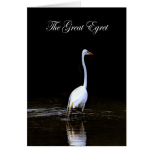 Cartão Excelente Egret water - WETLANDS COLLECTION - Vazi