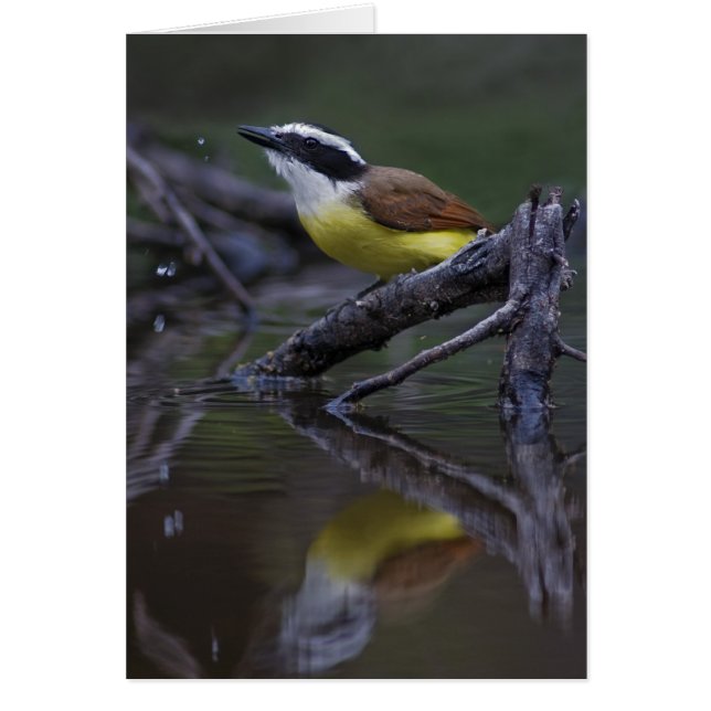 Cartão Excelente Kiskadee (Pitangus sulfuratus) (Frente)