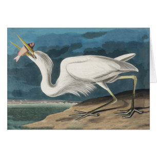 Cartão Excelente White Heron Audubon Bird Willife Paintin
