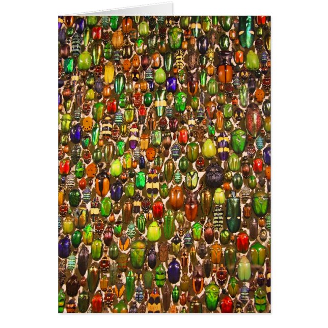 Cartão Exército de Beetles e Insetos (Frente)
