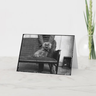 Cartão Exhibition Cat Club - Mondial 493