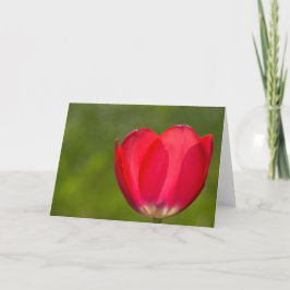 Cartão Existem tulipas e tulipas