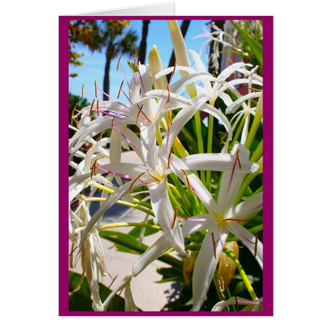 Cartão Exótica na Flórida (Frente)