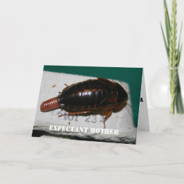 Cartão Expectant mother Dubia roach with egg sac