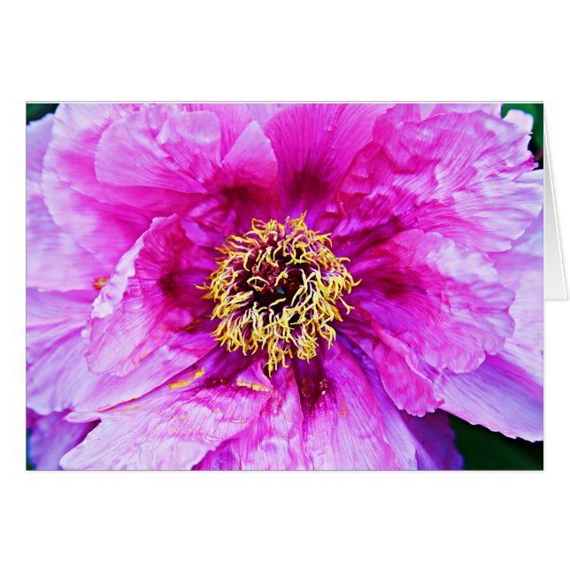 Cartão Explosão rosa (Frente Horizontal)