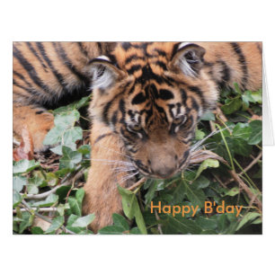 Cartão Expressões das naturezas