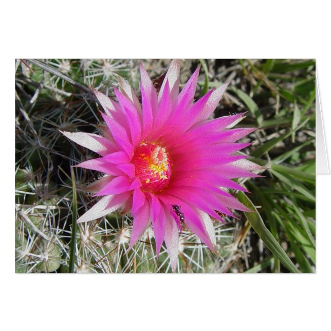 Cartão F12 Flor de Cactus "Escobaria vivipara" (Frente Horizontal)