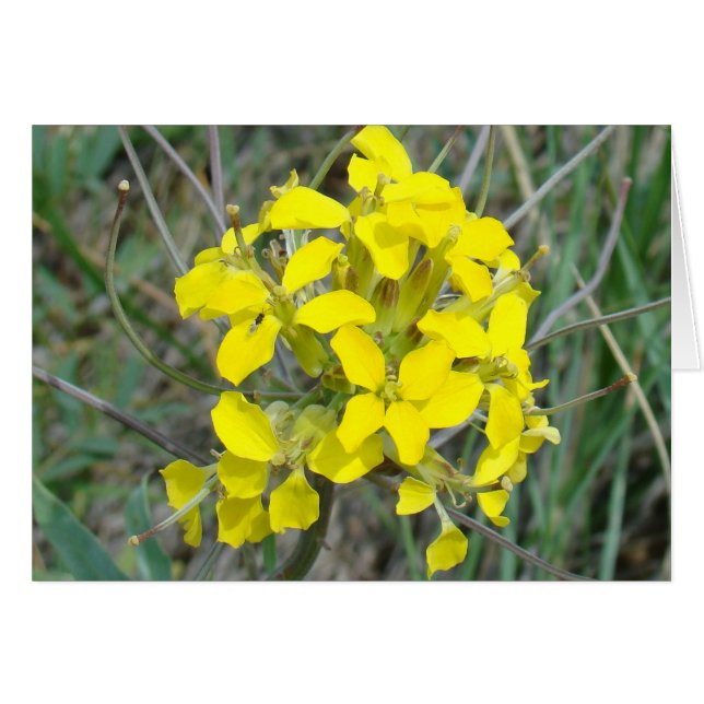 Cartão F14 Flores Silvestres Amarelas (Frente Horizontal)