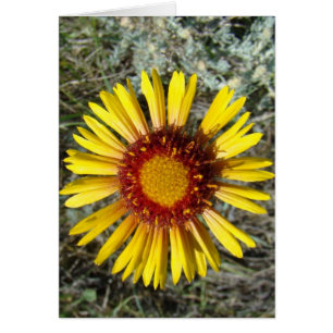 Cartão F1 Flor Amarela Selvagem Gaillardia