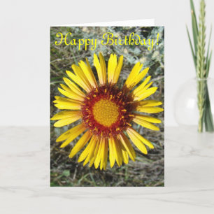 Cartão F1 Yellow Wildflower Gaillardia