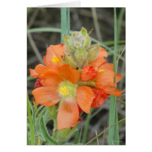 Cartão F40 Flores Silvestres Laranja Malva Escarlate