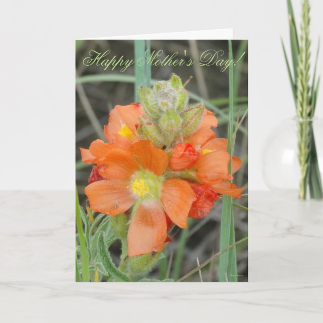 Cartão F40 Flores Silvestres Laranjas Sphaeralea coccinea (Frente)