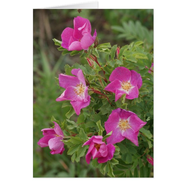 Cartão F46 Rosas Silvestres (Frente)