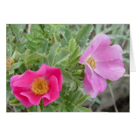 Cartão F4 Rosas Silvestres