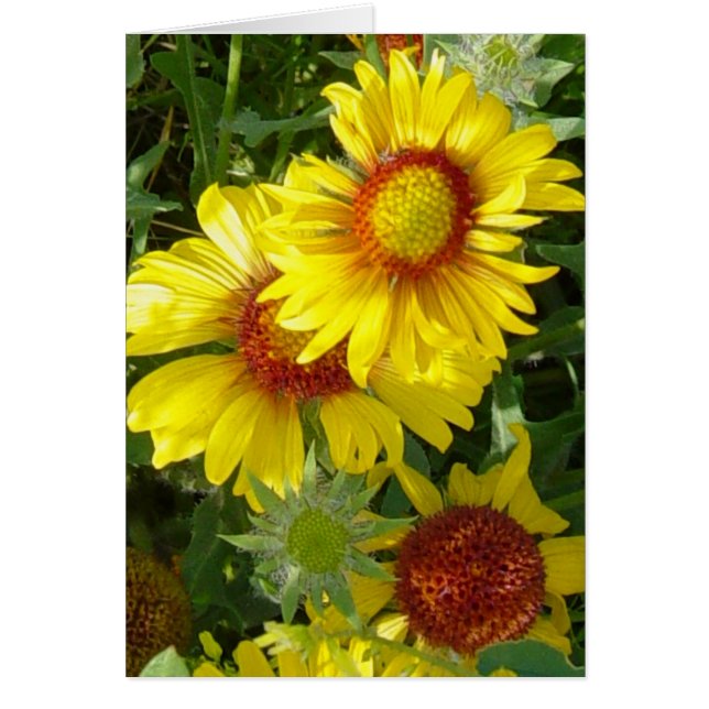 Cartão F6 Amarelas Flores Silvestres Gaillardia (Frente)