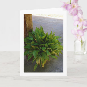 Cartão Fábrica de Ferro-Ferro