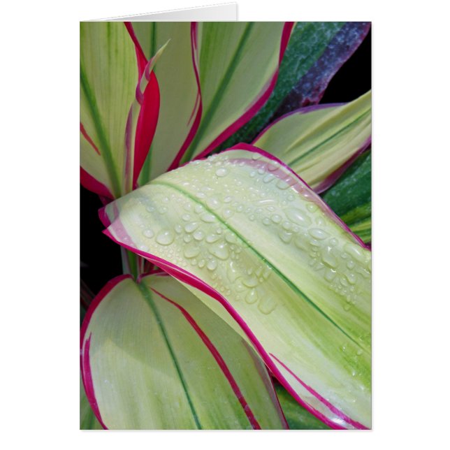 Cartão Fábrica de Ti Havaiana (Frente)