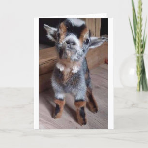 CARTÃO FAÇA UM FAVOR A UM CABRITO "FELIZ ANIVERSÁRIO"