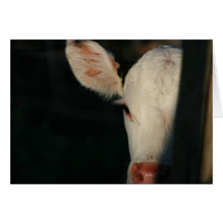 Cartão Face branca de vitelo