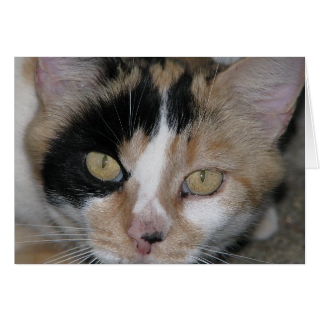 Cartão Face de Gato (Frente Horizontal)