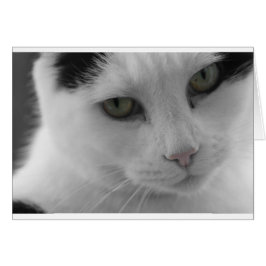 Cartão Face de gatos brancos e pretos